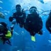 Scuba Diving in Dubai
