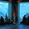 The Lost Chambers (Aquarium At Atlantis)
